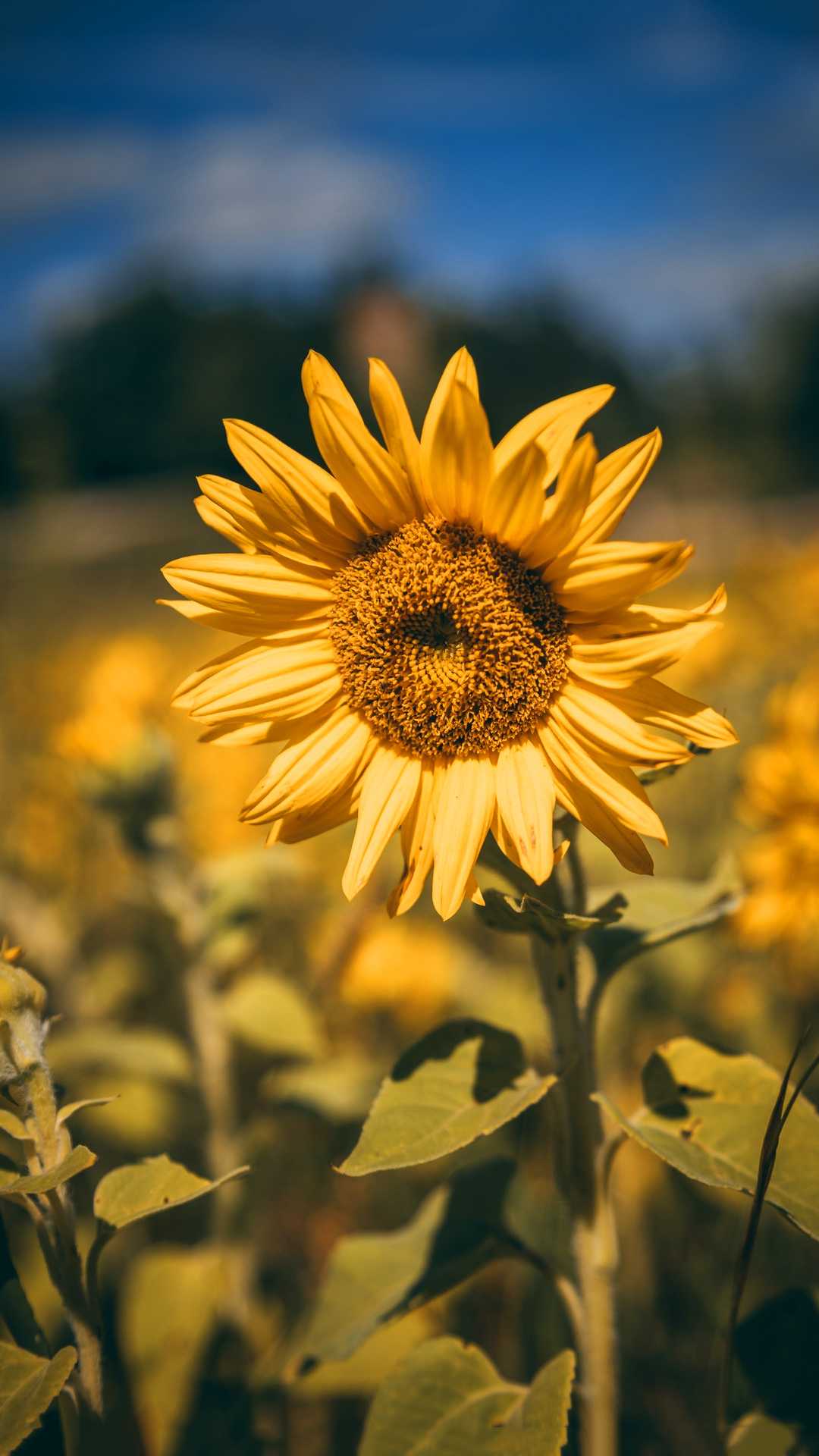 Sunflower Wallpaper - iXpap