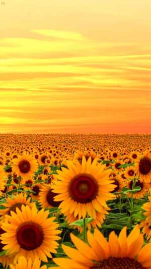 Sunflower Wallpaper