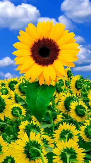 Sunflower Wallpaper