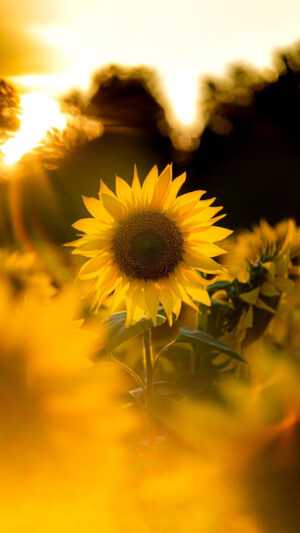 Sunflower Wallpaper