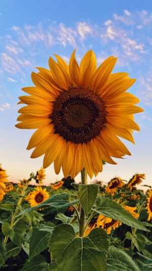 Sunflower Wallpaper