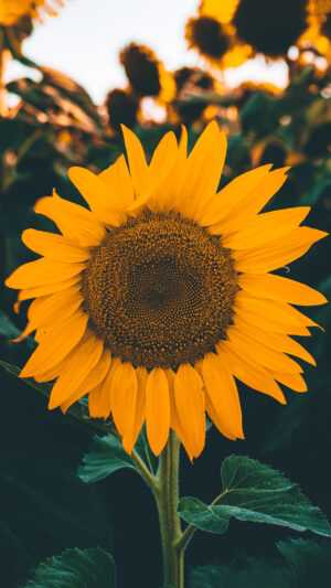 Sunflower Wallpaper