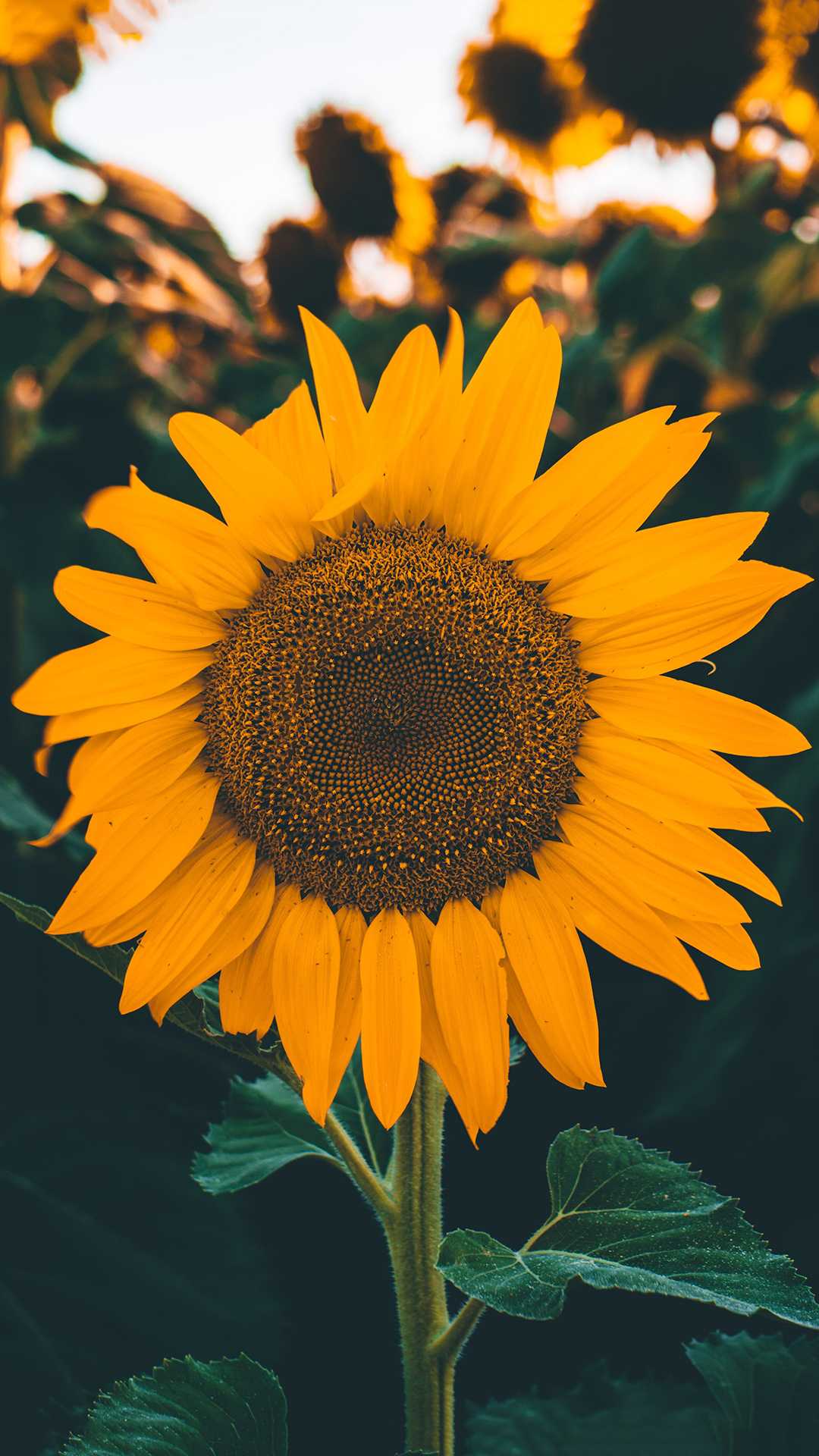 Sunflower Wallpaper - iXpap