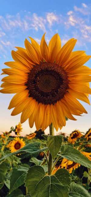 Sunflower Wallpaper