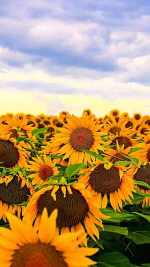 Sunflower Wallpaper