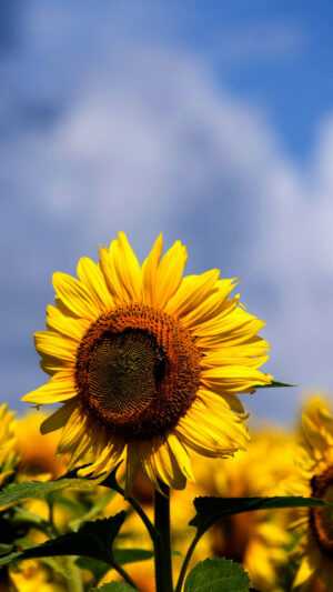 Sunflower Wallpaper