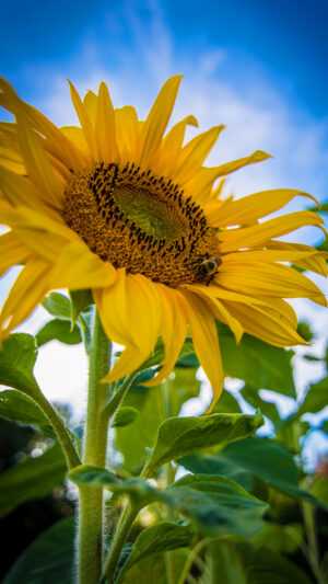 Sunflower Wallpaper