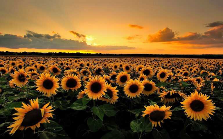 Sunflower Wallpaper Desktop - iXpap