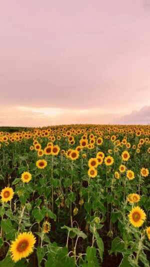 Sunflower Wallpapers