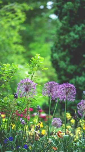 Wildflower Wallpaper