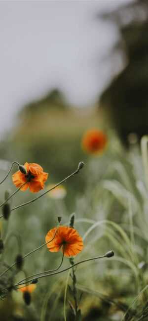 Wildflower Wallpaper