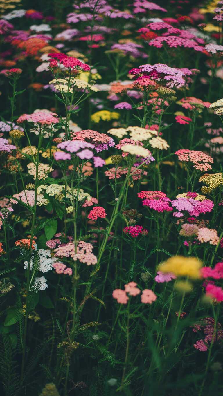 Wildflower Heart Wallpaper - iXpap