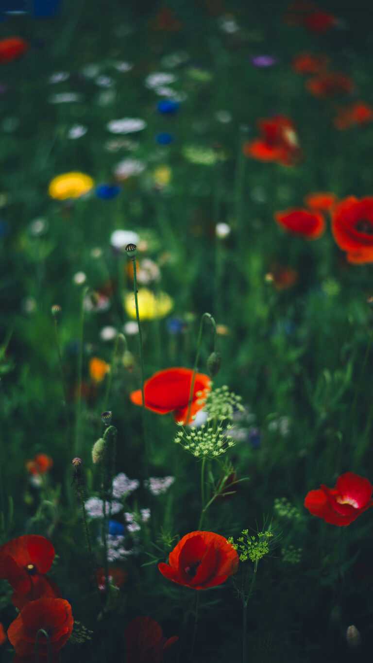 Amazing Rhs Wildflower Seeds Landscape in HD Amazing Rhs Wildflower Seeds Landscape in HD