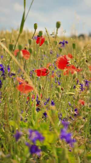 Wildflower Wallpaper