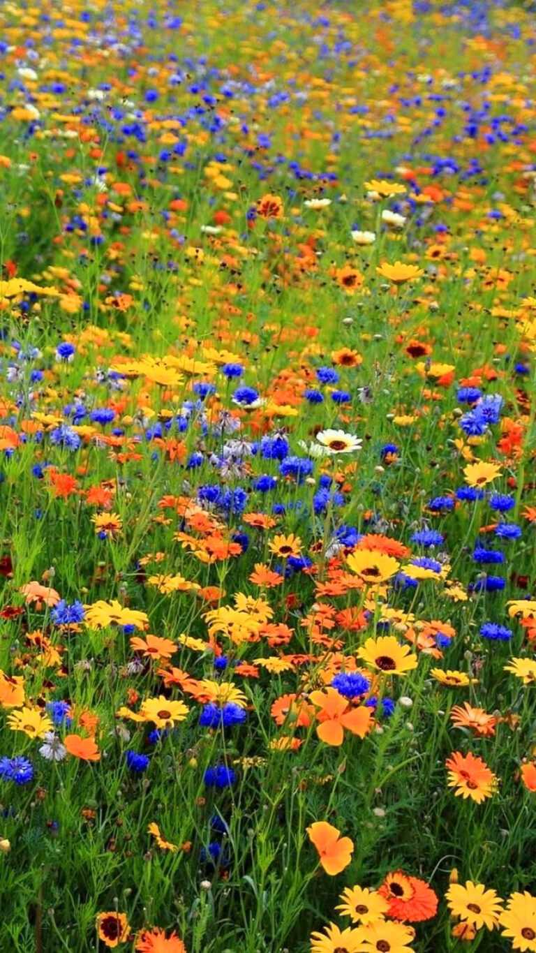 Wildflower Heart Wallpaper iXpap