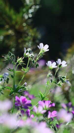 Wildflower Wallpaper