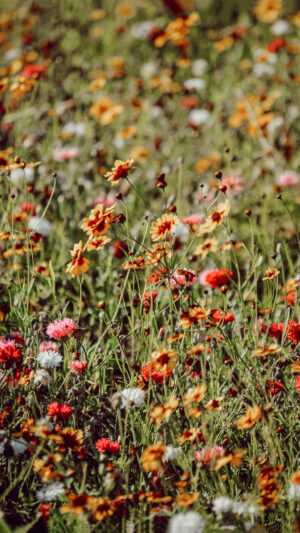 Wildflower Wallpaper