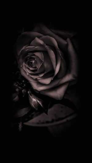 Black Rose Wallpaper