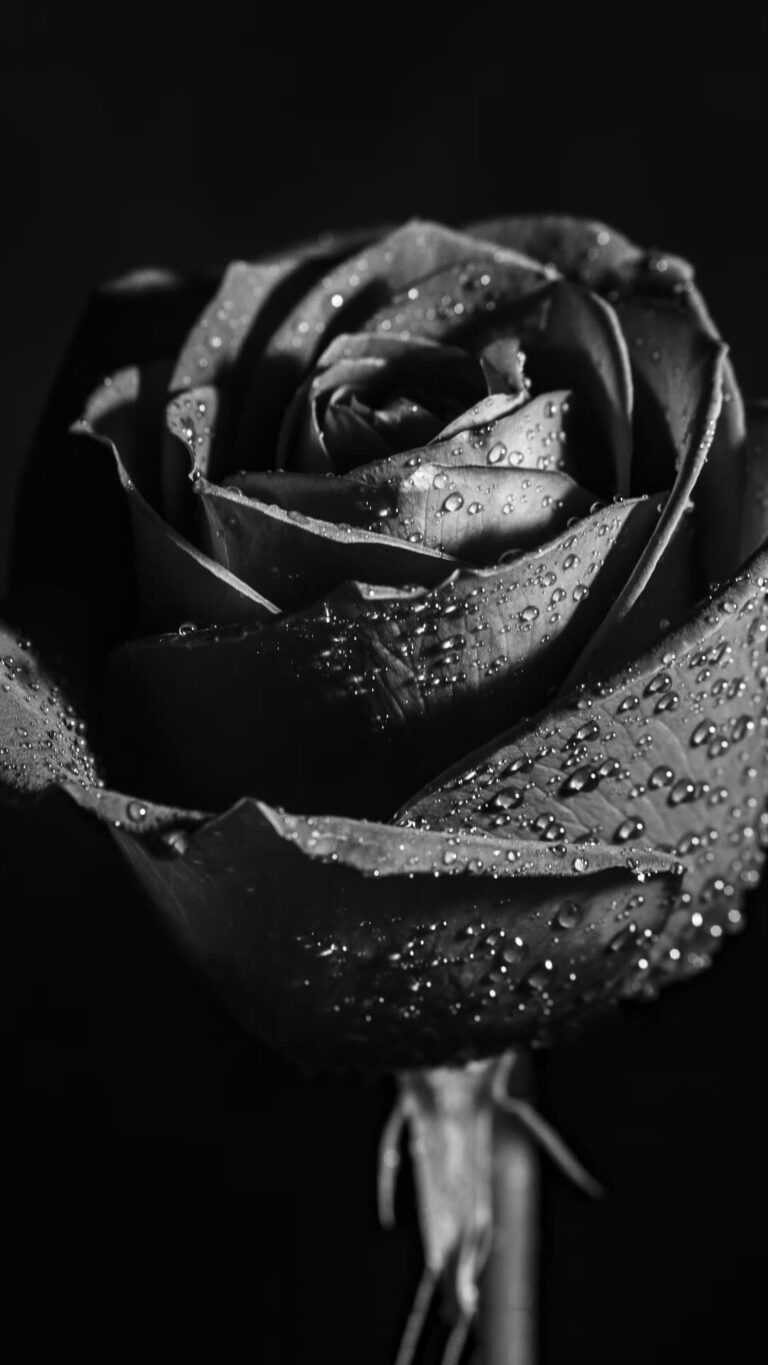 Black Rose Wallpaper iXpap