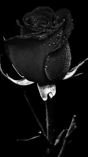 Black Rose Wallpaper