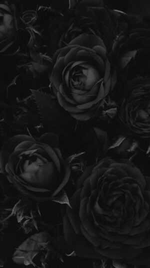 Black Rose Wallpaper