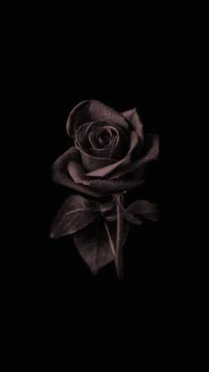 Black Rose Wallpaper