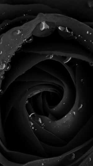 Black Rose Wallpaper