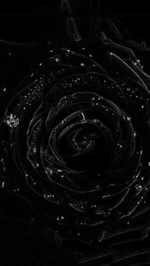 Black Rose Wallpaper