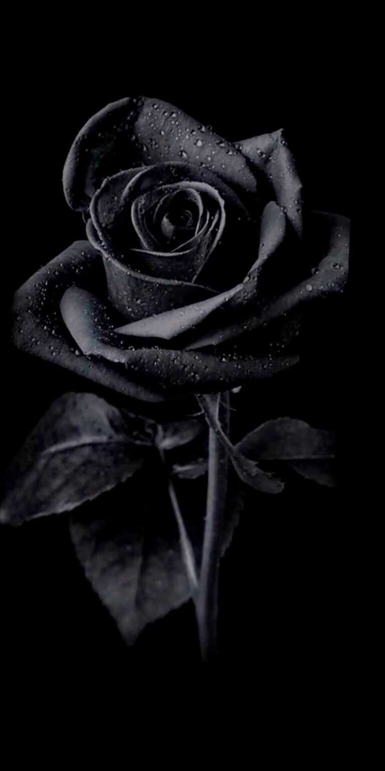 Black Rose Wallpaper iXpap