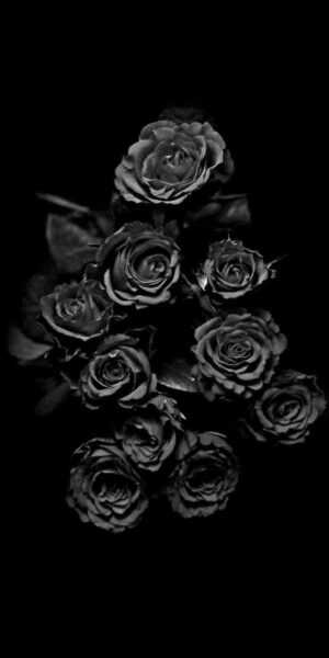 Black Rose Wallpaper