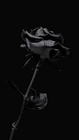 Black Rose Wallpaper