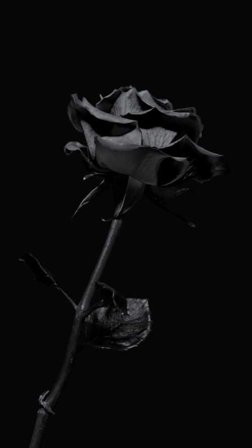 Black Rose Wallpaper iXpap
