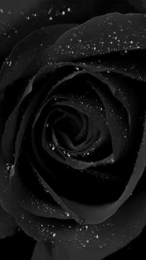 Black Rose Wallpaper