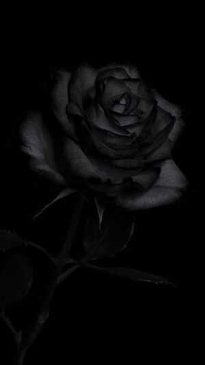 Black Rose Wallpaper