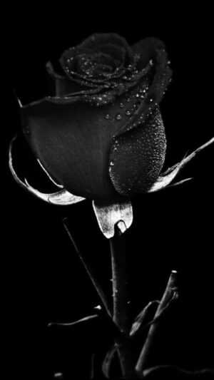 Black Rose Wallpaper