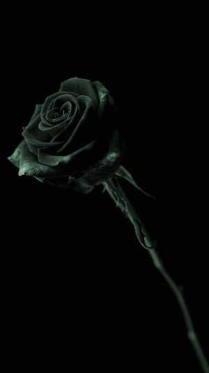 Black Rose Wallpaper