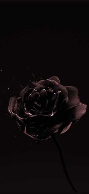 Black Rose Wallpaper