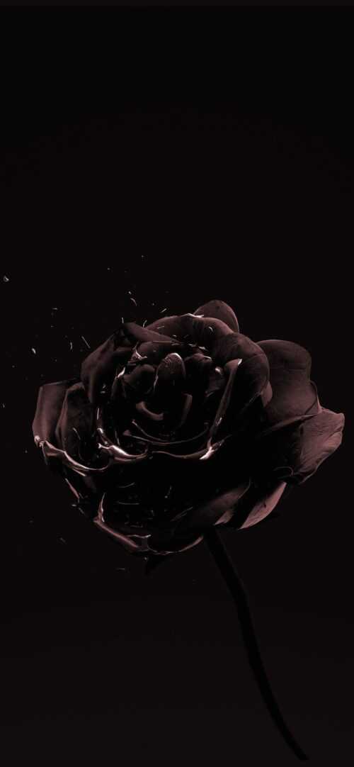 Black Rose Wallpaper iXpap