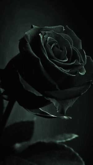 Black Rose Wallpaper