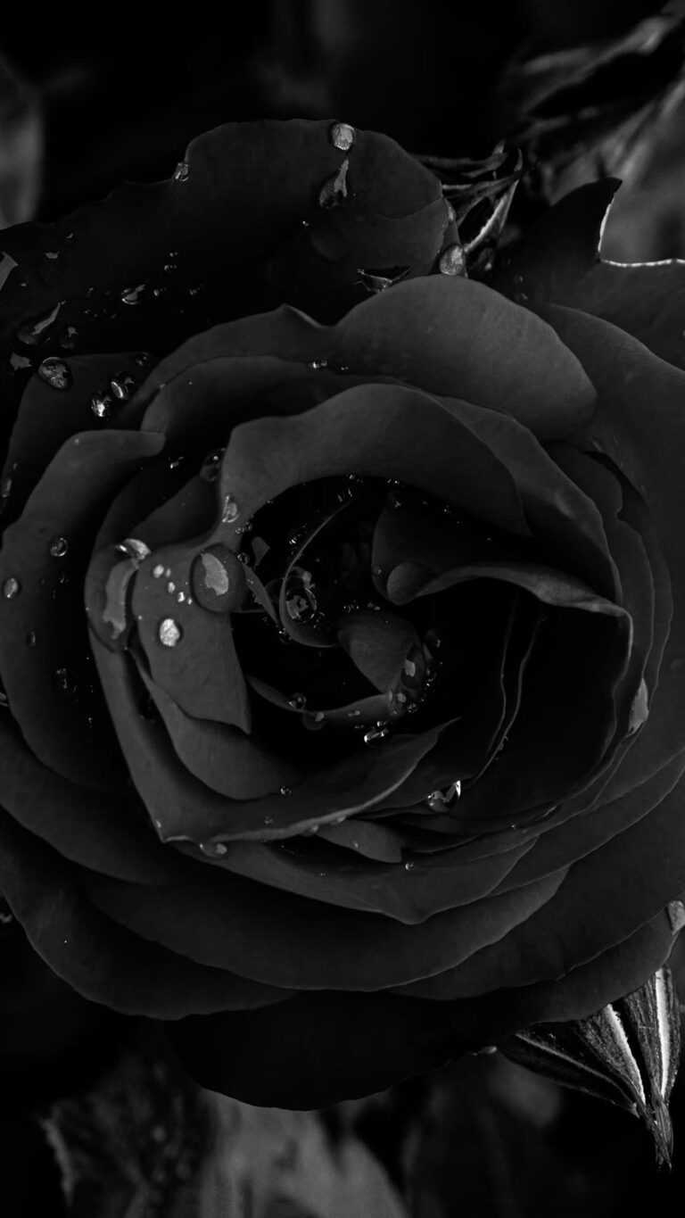 Black Rose Wallpaper iXpap