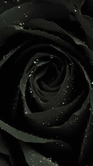 Black Rose Wallpaper