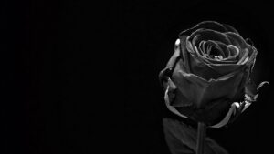 Black Rose Wallpaper Desktop