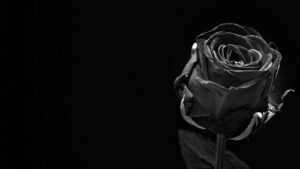 Black Rose Wallpaper Desktop