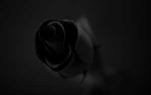 Black Rose Wallpaper HD