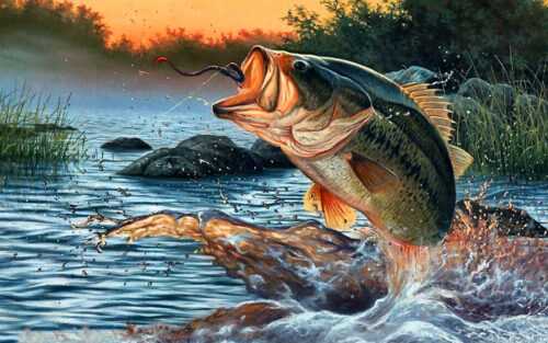 Fishing Wallpaper - iXpap