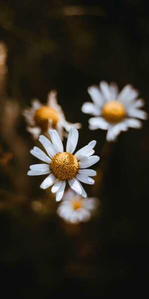 Camomile Wallpaper