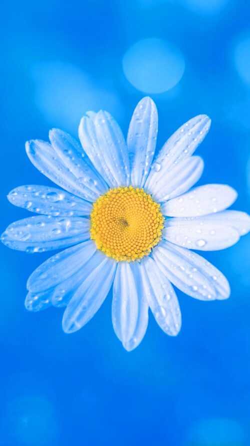 Daisy Wallpaper iXpap