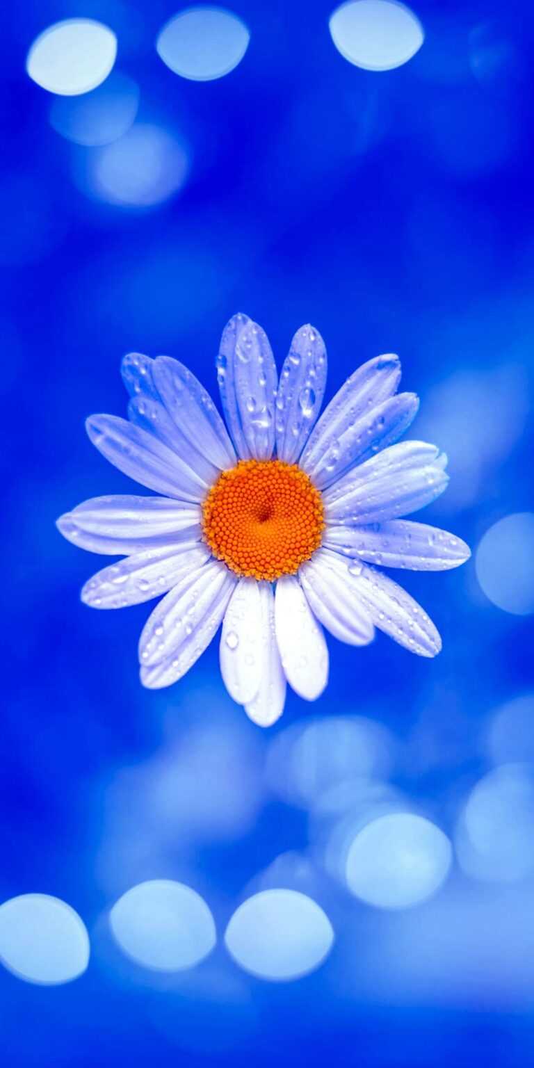 Daisy Wallpaper iXpap