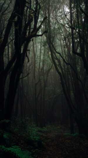 Dark Forest Wallpaper