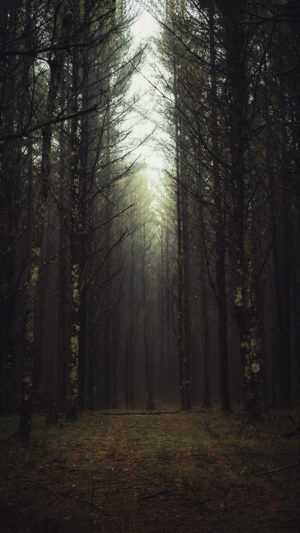 Dark Forest Wallpaper